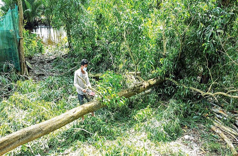 Một số địa phương trồng thâm canh cây tràm để khai thác hiệu quả kinh tế mà nó mang lại